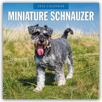 Miniature Schnauzer - Zwergschnauzer 2026 - 16-Monatskalender Miniature Schnauzer - Zwergschnauzer 2026 - 16-Monatskalender
