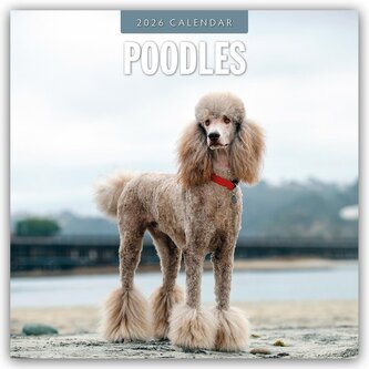 Poodles - Pudel 2026 - 16-Monatskalender Poodles - Pudel 2026 - 16-Monatskalender