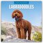 Labradoodles - Labradoodle 2026 - 16-Monatskalender