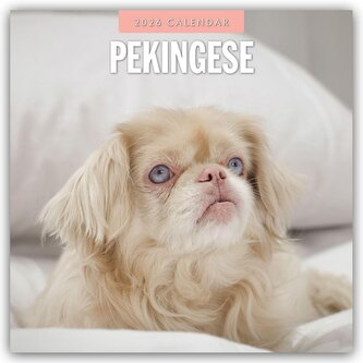 Pekingese - Pekinese - Peking Palasthund 2026 - 16-Monatskalender