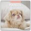 Pekingese - Pekinese - Peking Palasthund 2026 - 16-Monatskalender