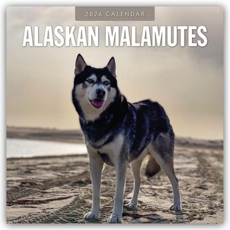 Alaskan Malamutes - Alaskischer Malamute 2026 - 16-Monatskalender Alaskan Malamutes - Alaskischer Malamute 2026 - 16-Monatskalender