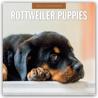 Rottweiler Puppies - Rottweiler Welpen 2026 - 16-Monatskalender Rottweiler Puppies - Rottweiler Welpen 2026 - 16-Monatskalender