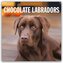 Chocolate Labrador Retrievers - Schokoladenbraune Labrador Retriever 2026 - 16-Monatskalender