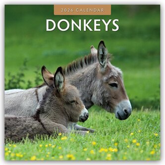 Donkeys - Esel 2026 - 16-Monatskalender Donkeys - Esel 2026 - 16-Monatskalender