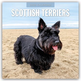 Scottish Terrier - Scotchterrier 2026 - 16-Monatskalender Scottish Terrier - Scotchterrier 2026 - 16-Monatskalender