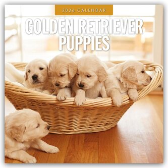 Golden Retriever Puppies - Golden Retriever Welpen 2026 - 16-Monatskalender Golden Retriever Puppies - Golden Retriever Welpen 2026 - 16-Monatskalender