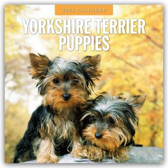 Yorkshire Terrier Puppies - Yorkshire Terrier Hundewelpen 2026 - 16-Monatskalender Yorkshire Terrier Puppies - Yorkshire Terrier Hundewelpen 2026 - 16-Monatskalender