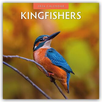 Kingfishers - Eisvögel 2026 - 16-Monatskalender Kingfishers - Eisvögel 2026 - 16-Monatskalender