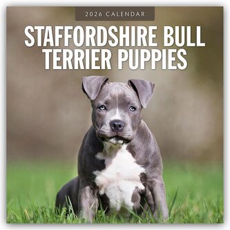 Staffordshire Bull Terrier Puppies - Staffordshire Bullterrier Welpen 2026 - 16-Monatskalender