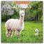Alpacas - Alpakas 2026 - 16-Monatskalender