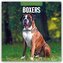 Boxers - Deutscher Boxer 2026 - 16-Monatskalender