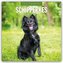 Schipperkes - Schipperke - Kleiner Schäferhund 2026 - 16-Monatskalender