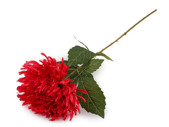 Umělá chryzantéma - 1 ks - 11 červená otevřená