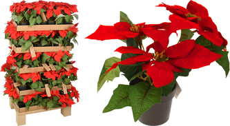 Kwiat Gwiazda Betlejemska 19cm