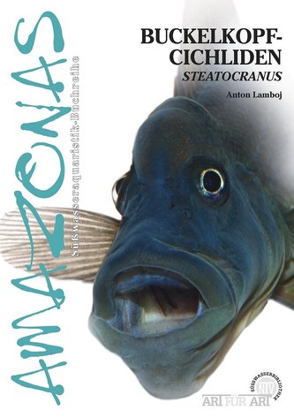 Buckelkopf-Cichliden