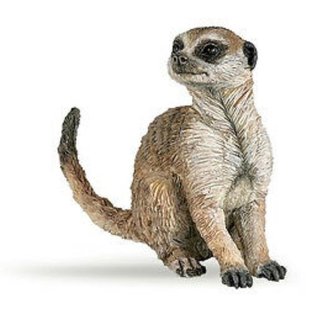 Surikata mládě sedící