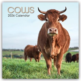 Cows - Kühe 2026 - 16-Monatskalender Cows - Kühe 2026 - 16-Monatskalender