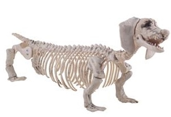 Halloween kostra jezevčíka