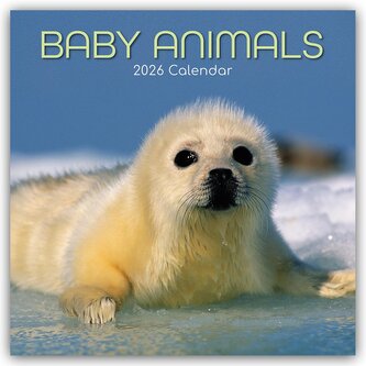 Baby Animals - Tierkinder 2026 - 16-Monatskalender Baby Animals - Tierkinder 2026 - 16-Monatskalender