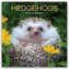 Hedgehogs - Igel 2026 - 16-Monatskalender