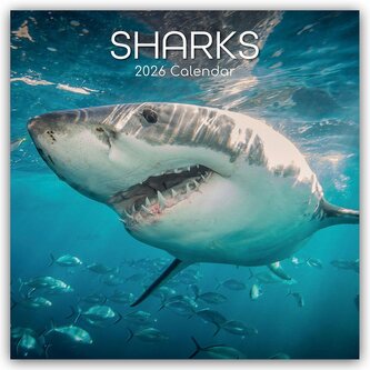 Sharks - Haie 2026 - 16-Monatskalender Sharks - Haie 2026 - 16-Monatskalender