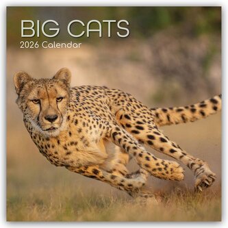 Big Cats - Raubkatzen - Löwen Tiger Geparden Leoparden 2026 - 16-Monatskalender