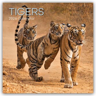 Tigers - Tiger 2026 - 16-Monatskalender