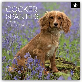 Cocker Spaniels 2026 - 16-Monatskalender