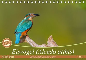 Eisvögel (Alcedo atthis) - Edelsteine der Natur (Tischkalender 2021 DIN A5 quer)