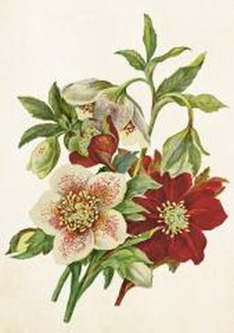 Karnet ST515 B6 + koperta Ciemiernik