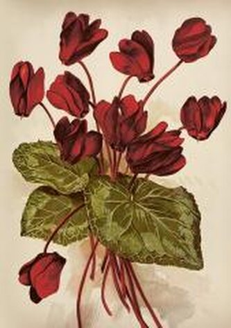 Karnet ST515 B6 + koperta Cyklameny