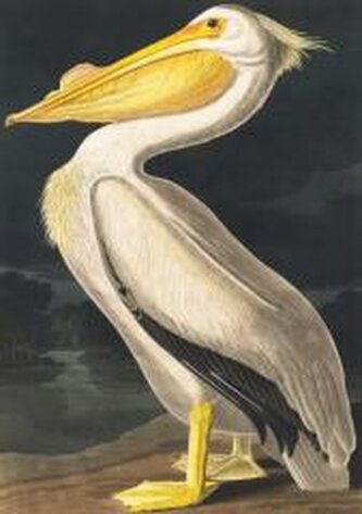 Karnet B6 z kopertą Biały pelikan