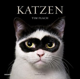 Katzen Katzen