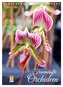 Traumhafte Orchideen (Wandkalender 2026 DIN A4 hoch), CALVENDO Monatskalender