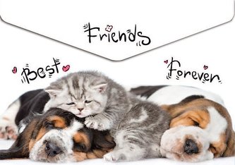 Koperta A5 na napę z nadrukiem Animals