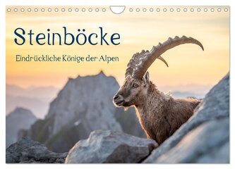 Steinböcke - Eindrückliche Könige der Alpen (Wandkalender 2026 DIN A4 quer), CALVENDO Monatskalender