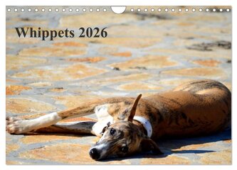 Whippet 2026 (Wandkalender 2026 DIN A4 quer), CALVENDO Monatskalender