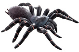 Tarantule