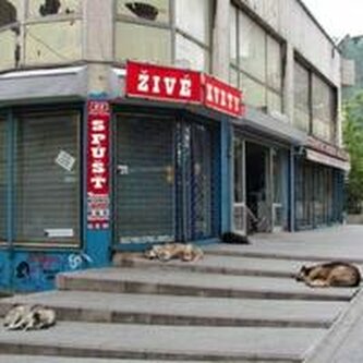 Živé kvety:  Spúšť