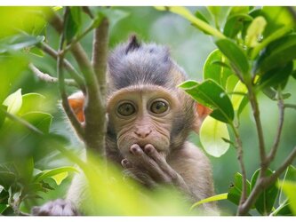 Pohlednice 3D Pardon Opice