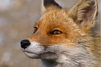 Pohlednice 3D - Liška