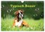 Typisch Boxer (Wandkalender 2026 DIN A4 quer), CALVENDO Monatskalender