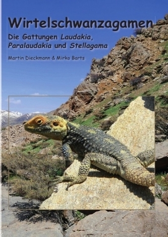 Wirtelschwanzagamen
