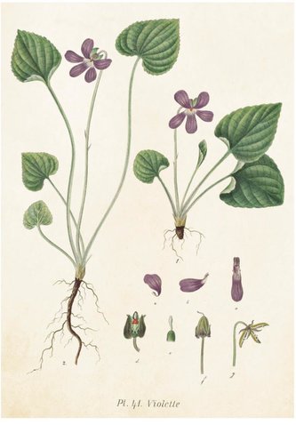 Karnet ST237 B6 + koperta Fiołek