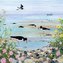 Karnet kwadrat z kopertą Oystercatchers