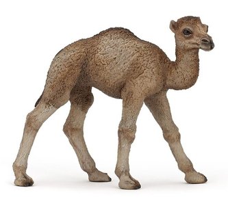 Velbloud jednohrbý dromedár mládě