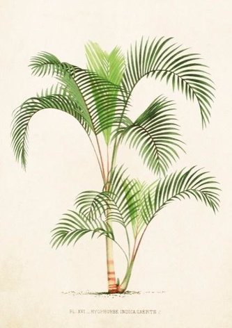 Karnet ST288 B6 + koperta Palma