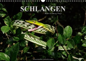 Schlangen (Wandkalender 2021 DIN A3 quer)