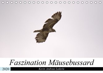 Faszination Mäusebussard (Tischkalender 2020 DIN A5 quer)